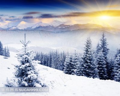 冬日暖阳松林风景图片