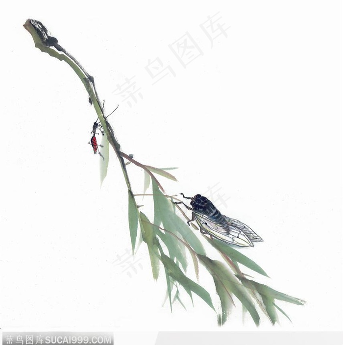 水墨画—蝉