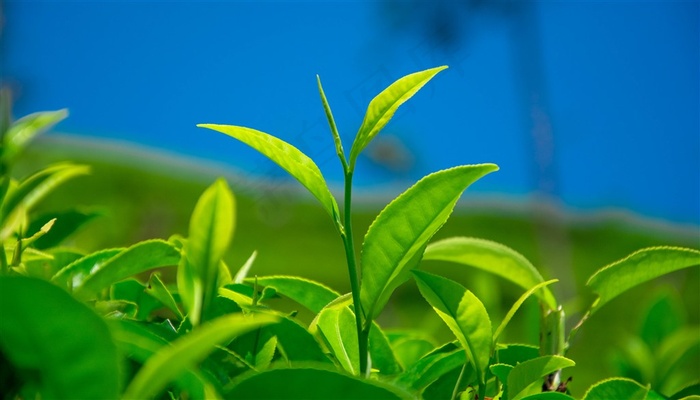还没有采摘的茶叶特写摄影