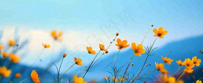 简约橙色小花鲜花，蓝色天空山脉虚幻意境摄影图(1712x704)