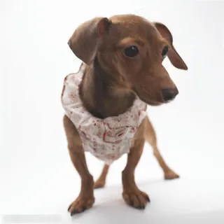 小型犬-低头的腊肠犬