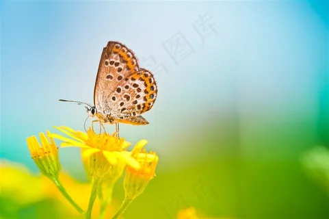 美丽的蝴蝶特写图片 美丽的蝴蝶特写图片