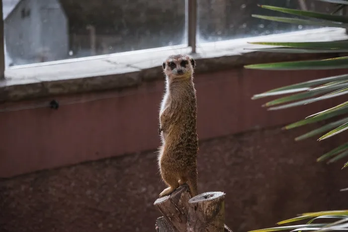 机灵的猫鼬图片