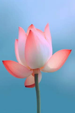 粉色荷花蓝色唯美背景