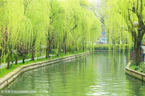 柳树杨柳春天摄影图