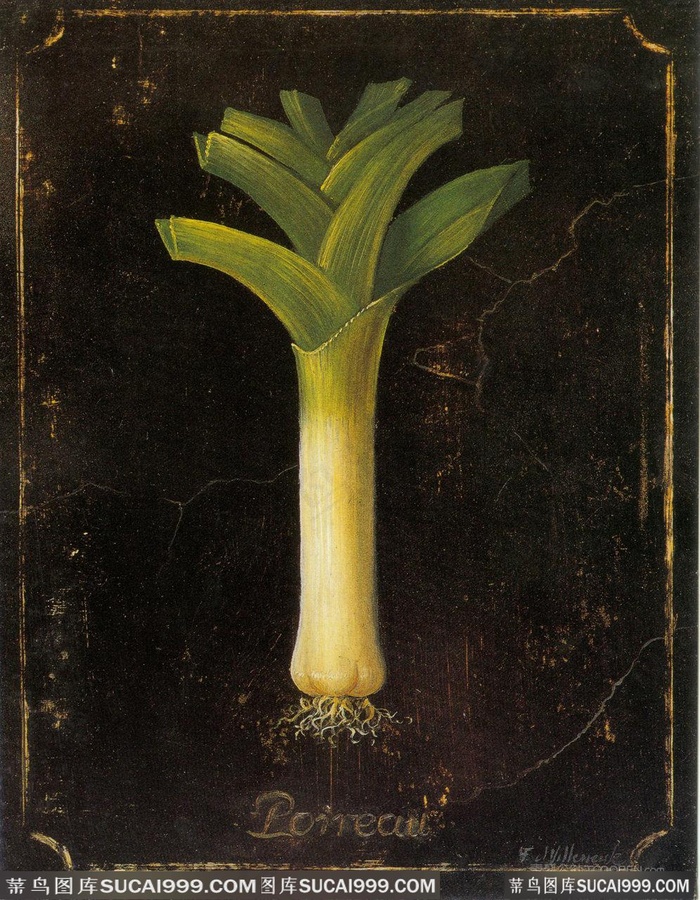 葱植物高清插画