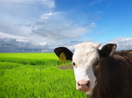 蓝天白云下的绿草地和小奶牛高清图片