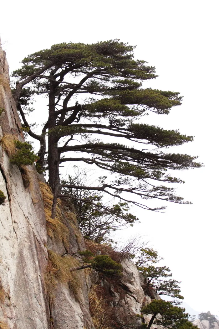 安徽黄山奇松风景图片-第6张