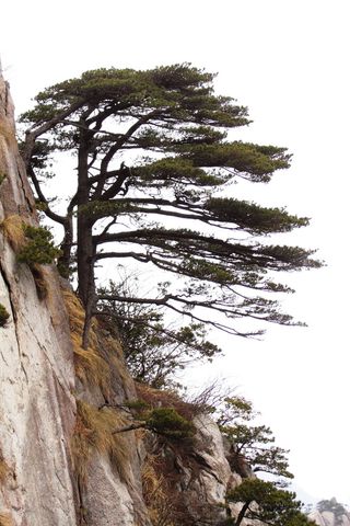 安徽黄山奇松风景图片-第6张