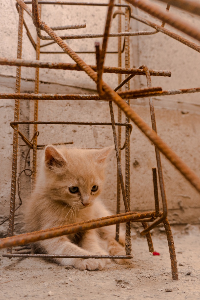 可爱猫咪猫猫摄影素材