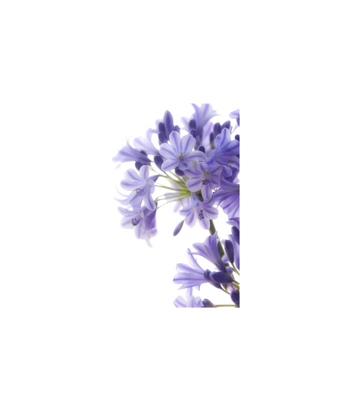 紫色盆栽 植物 绿植 透明素材png 免扣素材 拷贝