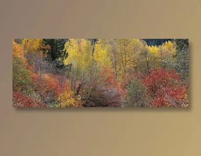 山坡上的枫树林