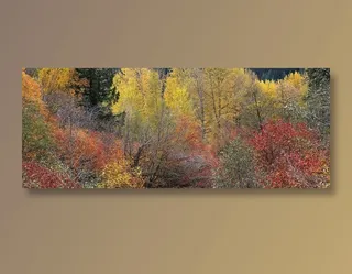 山坡上的枫树林