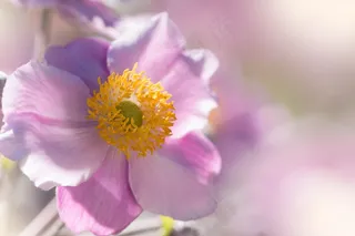 秋天海葵花图片