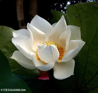 唯美盛开的白色莲花荷花图片