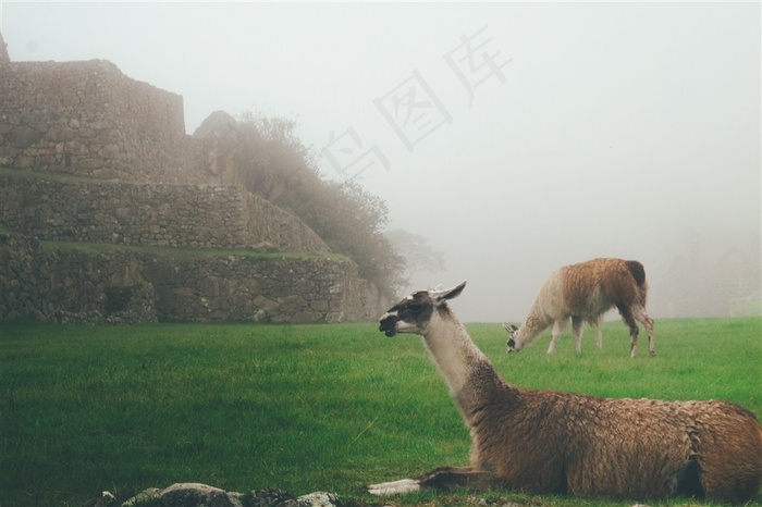 丑萌的羊驼素材图