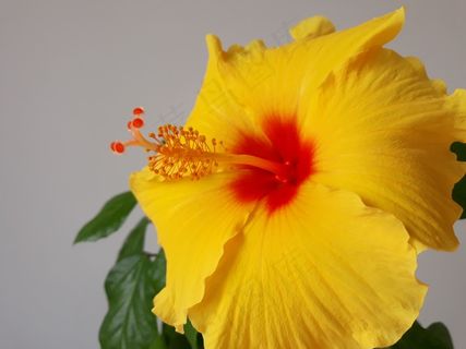 微距黄色木槿花图片 微距黄色木槿花图片