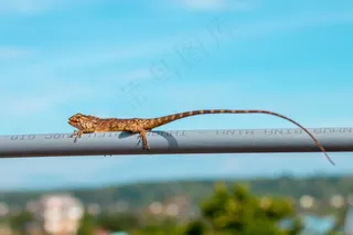 蜥蜴爬行图片