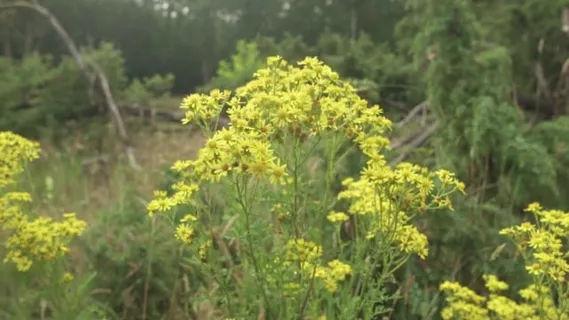 花朵, 黄色, 盛开, 自然, 夏天, 植物, 花园