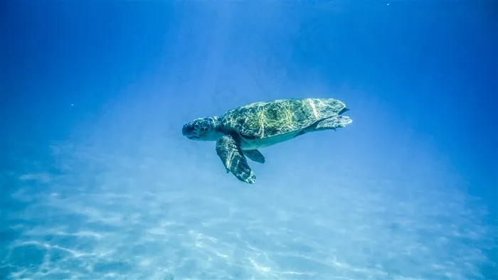 大海里的海龟高清图片