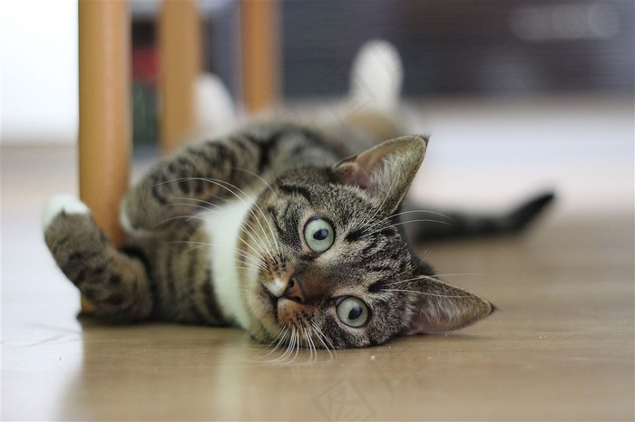 躺在地上的可爱的小猫