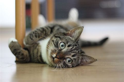 躺在地上的可爱的小猫