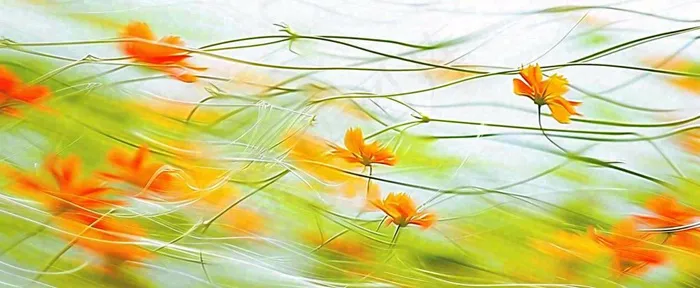 橙色鲜花意境流水渐变朦胧背景(1712x704)