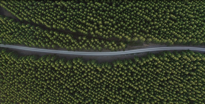 航拍森林中蜿蜒曲折的道路