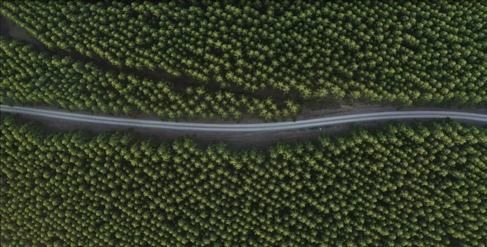 航拍森林中蜿蜒曲折的道路psd模版下载