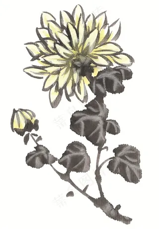 写意花卉高清素材