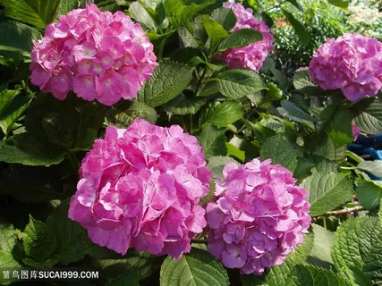 高清粉紫绣球花图片