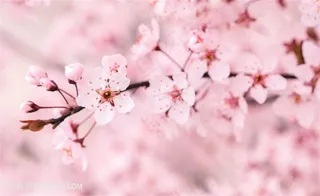 樱花高清图片背景