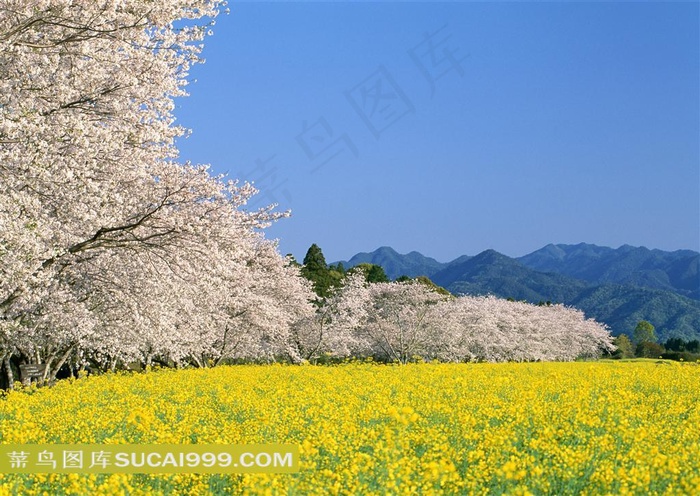 油菜田和梨花图片素材