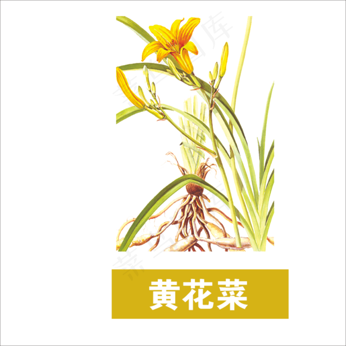 手绘草本中药药材黄花菜