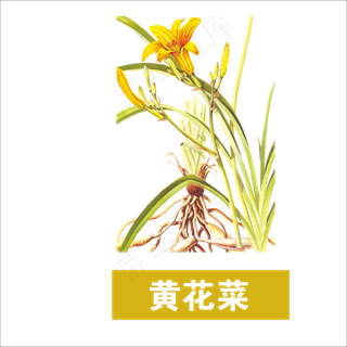 手绘草本中药药材黄花菜