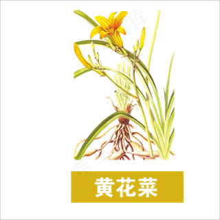 手绘草本中药药材黄花菜