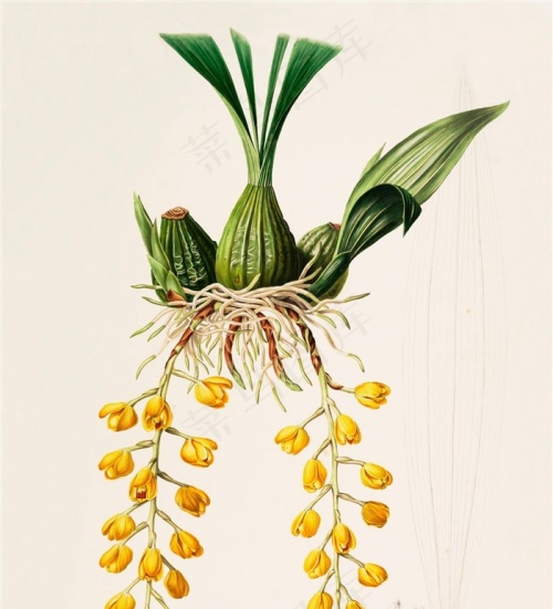 手绘插画植物图片
