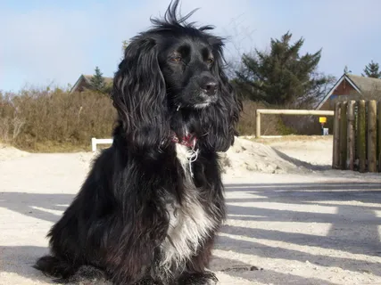 黑色可卡犬图片 黑色可卡犬图片