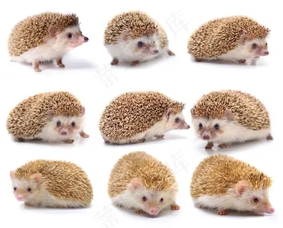 9张小刺猬高清图片素材可爱小动物图片