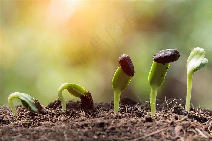 刚从土里发芽的植物高清图片