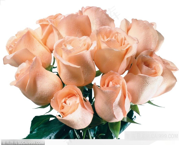 玫瑰花束-粉色玫瑰花朵特写