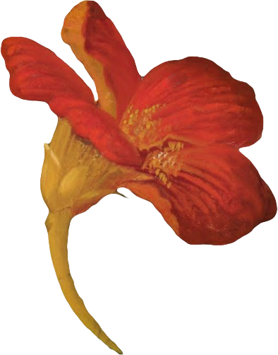 复古油画质感宫廷花卉植物花朵鲜花拼贴图案PNG免抠图片设计素材