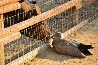 牛奶牛牧场牛奶草原原生态黄牛