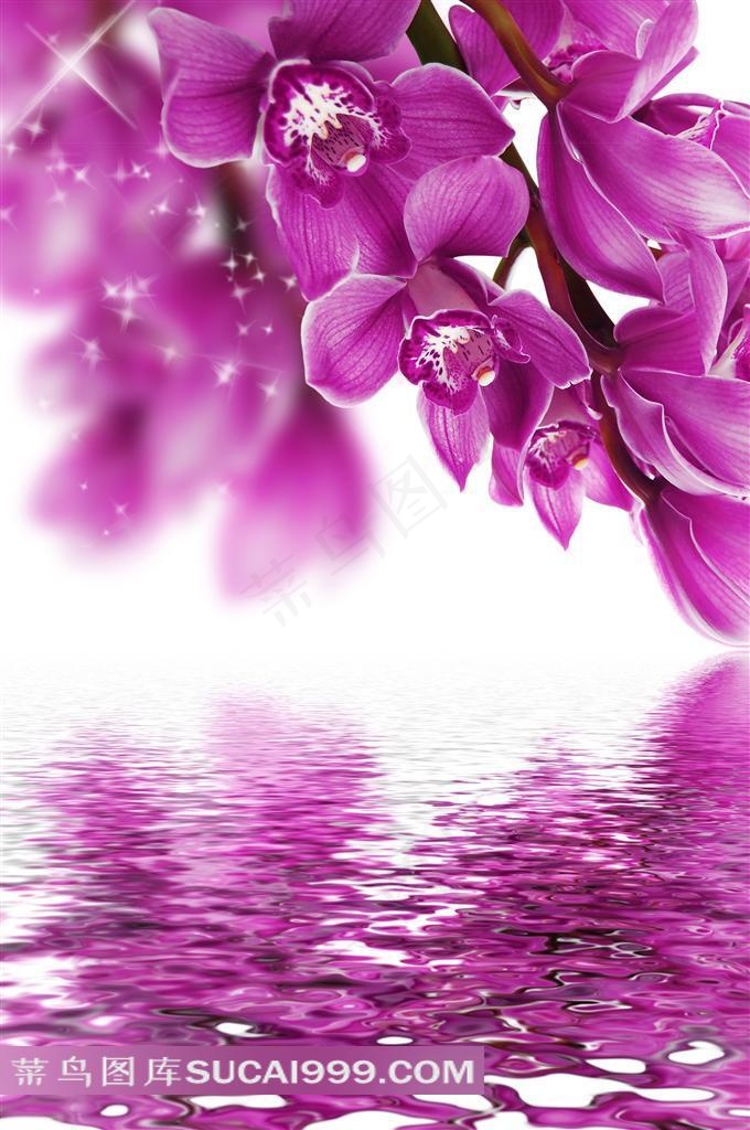 水面上漂亮的蝴蝶兰鲜花图片