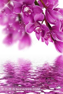 水面上漂亮的蝴蝶兰鲜花图片 水面上漂亮的蝴蝶兰鲜花图片