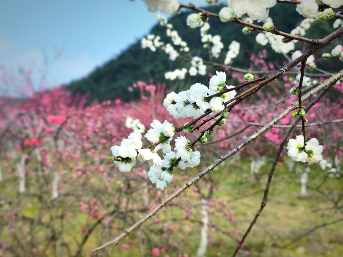 桃园里的花海