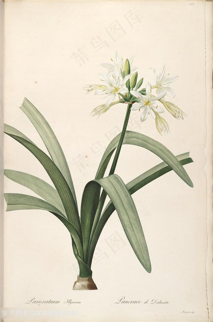 唯美高清水彩兰花植物插画