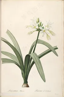 唯美高清水彩兰花植物插画