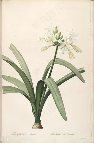 唯美高清水彩兰花植物插画