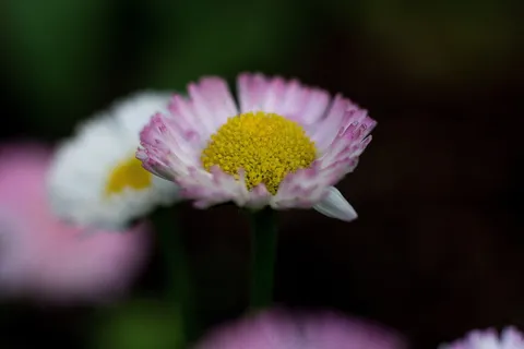 淡粉色雏菊花图片 淡粉色雏菊花图片
